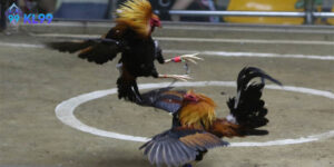 Đá gà cựa dao trang kl99