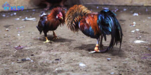 kèo đá gà kl99 hot 2025