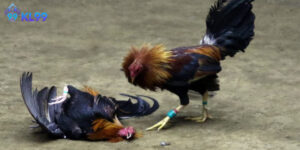 avatar luật đá gà kl99