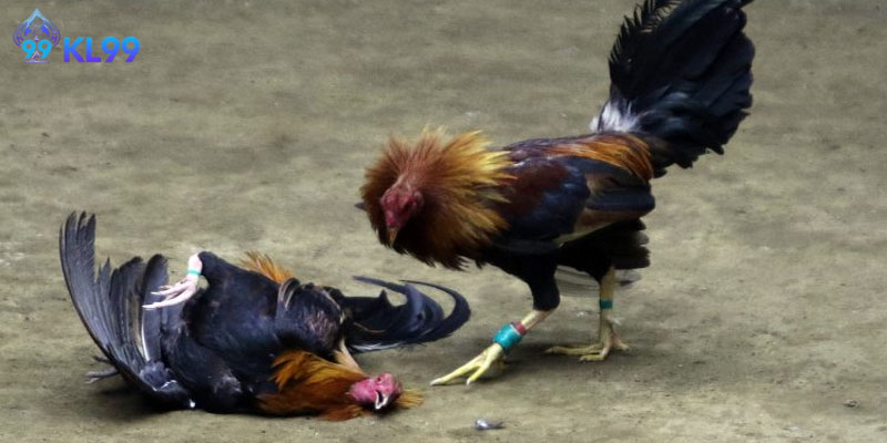 avatar luật đá gà kl99